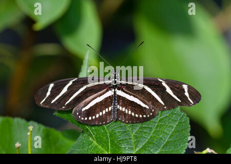 Zebra Longwing Butterfly Stock Photo