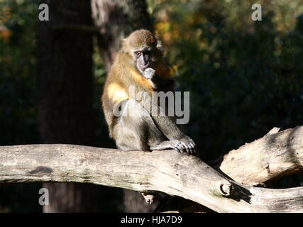 Central African Golden bellied mangabey (Cercocebus chrysogaster), native to the rain forests of the Congo Stock Photo