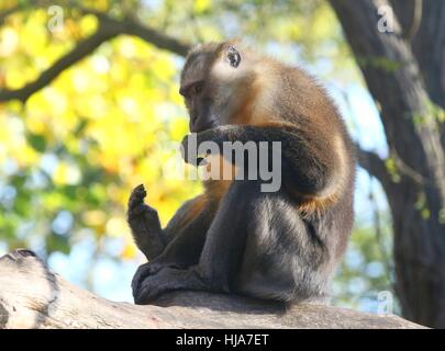 Central African Golden bellied mangabey (Cercocebus chrysogaster), native to the rain forests of the Congo Stock Photo