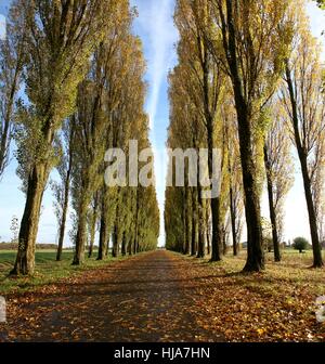 Dutch landscape with tall poplar trees (Populus nigra var italica), Groningen Province, northern Netherlands. Stitch of 2 images Stock Photo