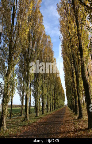 Lane with High poplar trees (Populus nigra var. italica), Groningen Province, northern Netherlands Stock Photo