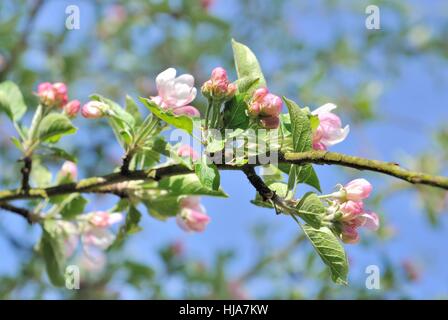 blooming flowers of an apple tree under blue sky Stock Photo