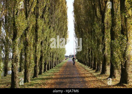 Dutch landscape with High poplar trees (Populus nigra var. italica), Groningen Province, northern Netherlands Stock Photo