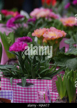 gerbera flower pots market Stock Photo