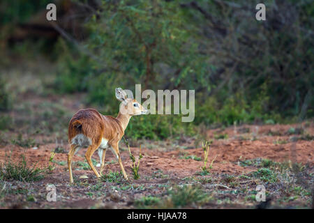 Steenbok in Kruger national park, South Africa ; Specie Raphicerus campestris family of bovidae Stock Photo