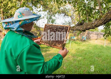 Beekeeper checking a beehive to ensure health of the bee colony or collecting honey. Stock Photo