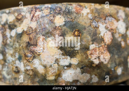 Crown cheese finish caves in Brooklyn nyc Stock Photo