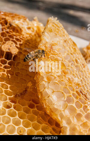 Close up view of the working bee on the honeycomb with sweet honey. White plate with section of wax honeycomb from beehive Stock Photo