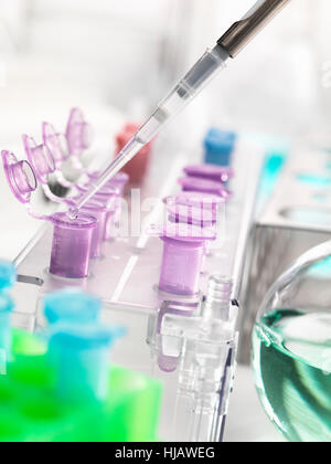Pipetting samples into microcentrifuge tubes during an experiment in the laboratory Stock Photo