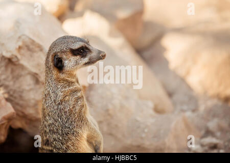 Meerkat standing by the rocks Stock Photo