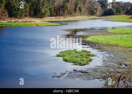 Alligators on the Lakeshore. Paynes Prairie Preserve State Park, Gainesville, Florida, USA Stock Photo