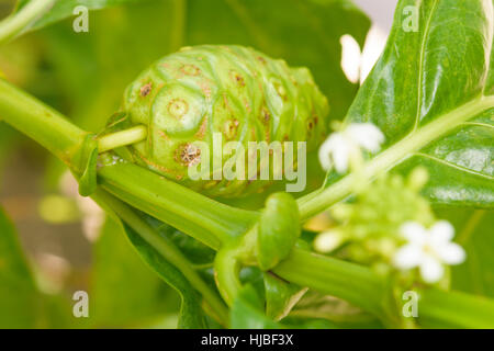 Noni Fruit and flowers on tree.Fruit for health and detoxification. Stock Photo