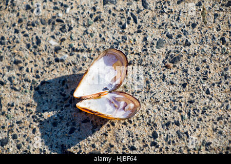 Heart shaped seashell found on concrete background Stock Photo