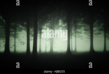 dark and gloomy forest with fog Stock Photo