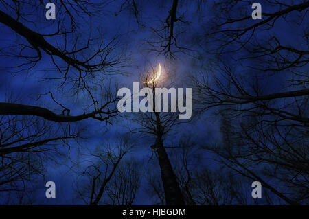 horror forest with moon at night Stock Photo