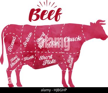 Diagram cutting cow meat. Butcher shop, bull, beef vector illustration Stock Vector