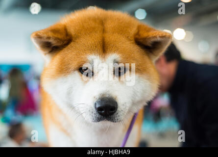 Akita Inu purebred puppy dog looking at camera Stock Photo