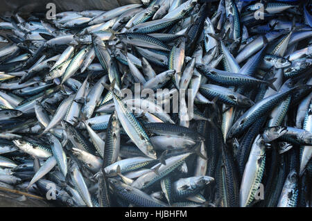 Catch of Atlantic mackerel (Scomber scombrus) in fish separator on board Shetland pelagic trawler “Charisma”. October 2012. Stock Photo