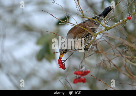 Fieldfare (Turdus pilaris) feeding on guelder rose berries in winter. Cambridgeshire. January. Stock Photo