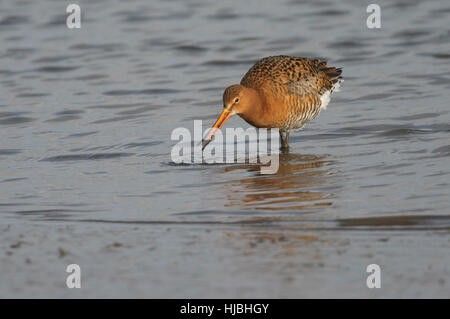 Black-tailed godwit (Limosa limosa) adult in spring plumage, feeding in estuary creek. Norfolk, England. April. Stock Photo