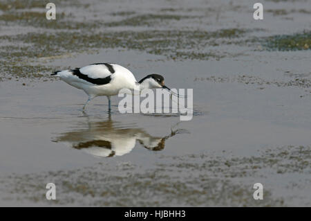 Pied avocet (Recurvirostra avosetta) feeding in shallow lagoon. Norfolk, England. Stock Photo