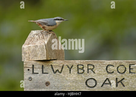 Nuthatch (Sitta europaea) perched on signpost in oak woodland nature reserve. Gilfach, Radnorshire, Wales. May. Stock Photo