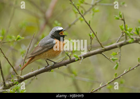 Common redstart (Phoenicurus phoenicurus) adult male in spring plumage, singing in woodland. Wales. May. Stock Photo