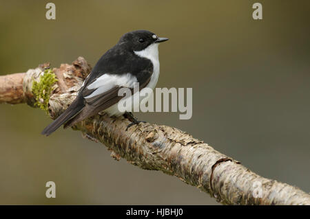 Pied flycatcher (Ficedula hypoleuca) adult male in spring plumage perched in oak woodland. Wales. May. Stock Photo