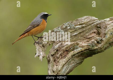 Common redstart (Phoenicurus phoenicurus) adult male in spring plumage, perched in oak woodland. Wales. May. Stock Photo
