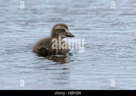 Common eider (Somateria mollissima) duckling. Shetland Isles. June. Stock Photo