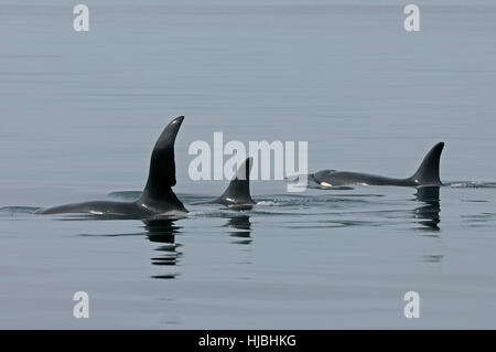Pod of orca or killer whales (Orcinus orca) surfacing, one male and two females. Outer Hebrides, Scotland. July. Stock Photo