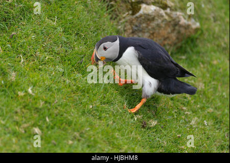 Atlantic puffin (Fratercula arctica) summer adult gathering nesting material from sea cliff. Hermaness National Nature Reserve, Shetland. June 2013. Stock Photo