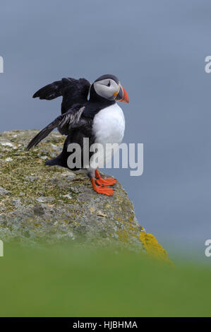 Atlantic puffin (Fratercula arctica) adult in summer plumage stretching wings on cliff top. Hermaness National Nature Reserve, Shetland. June 2013. Stock Photo