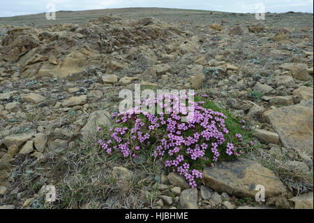 Moss campion (Silene acaulis) in flower at the Keen of Hamar National Nature Reserve, isle of Unst, Shetland. June 2013. Stock Photo