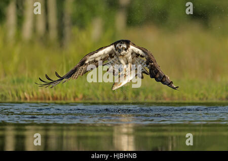 Osprey (Pandion haliaetus) adult carrying rainbow trout caught from fish farm. Speyside, Scotland. July. Stock Photo