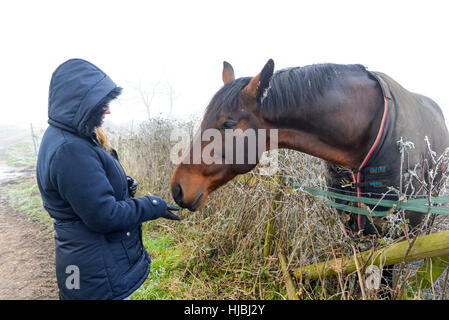 A woman greets a horse in a field over the hedge boundary of its paddock. It's a cold and frosty winter's day. Stock Photo