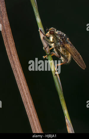 Morning dew on a Common Yellow Dung Fly - Scathophaga stercoraria at Wilstone Reservoir, Hertfordshire, UK Stock Photo