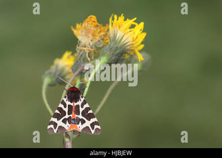Garden Tiger (Arctia caja) - a black, white, red and blue moth, perched on a plant with a yellow flower with a green background