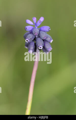 Grape Hyacinth (Muscari neglectum), a rare wild, native plant of sandy soils in the Breckland of East Anglia Stock Photo