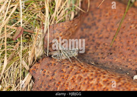 Grey Bush-cricket (Platycleis albopunctata) - a rare orthopteran of coastal areas, at Dungeness in Kent, UK Stock Photo