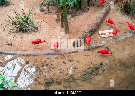 Foz do Iguacu,  Brazil - july 9, 2016: Scarlet ibis (Eudocimus ruber) at the Bird Park in Iguazu Falls. This is a species of ibis in the bird family T Stock Photo