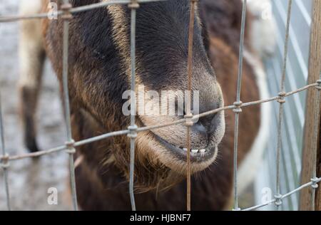 A close up of a smiling goat through a fence. Stock Photo