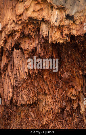 Bright colorful red wood is breaking into hair-like fibres as it decays ad rots Stock Photo