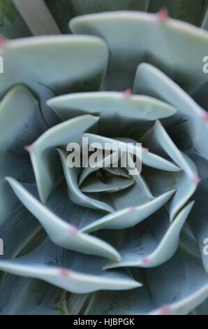 Echeveria succulent plant detail of leaves Stock Photo