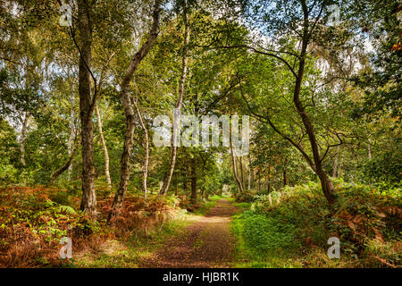 A path in Sherwood Forest, Nottinghamshire, England, UK Stock Photo