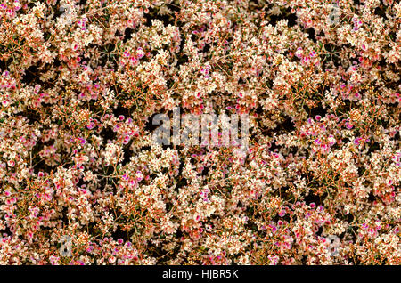 Gentle  seamless black background of pink,red and white flowers on stems Stock Photo