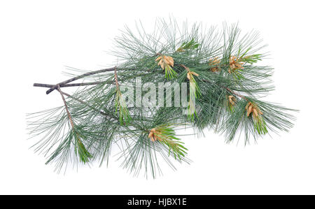 Swiss stone pine branch isolated on white Stock Photo