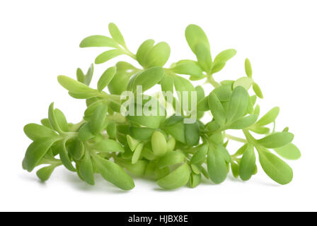 cress bunch isolated on white background Stock Photo