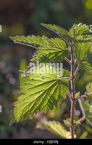 Stinging Nettle (Urtica dioica). Hairy stem and tooth edged leaves rim and back light by early morning sunlight. June. Norfolk. Stock Photo