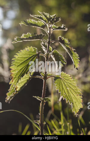 Stinging Nettle (Urtica dioica). Hairy stem and tooth edged leaves rim and back light by early morning sunlight. June. Norfolk. Stock Photo